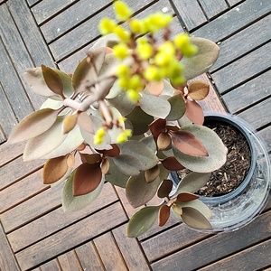 Copper Spoon- no flowers at the moment